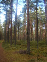 Autumn forest on the Riga seaside