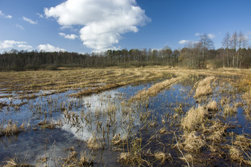 Moor bogs, forest and blue sky