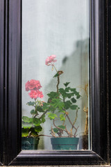 Pink geranium flower pots behind glass on windowsill viewed from outside