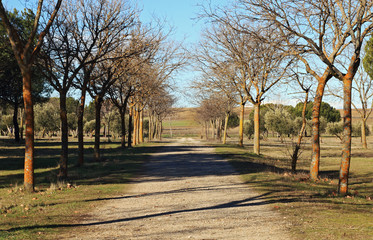 Path with trees in winter