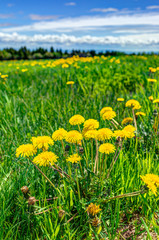 Group of yellow dandelion flowers in green grass in Quebec, Canada Charlevoix region with blue sky