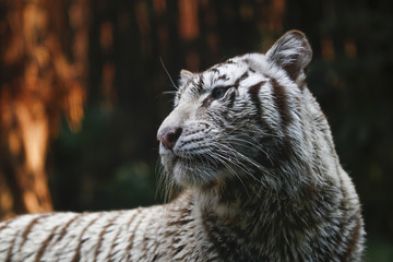 Tiger kept in the zoo
