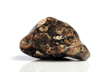 Set Rock stone with names, isolated on a white background with shadow,  beautiful lighting, reflections. Turtle Jasper. © StarlingRu