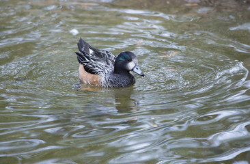 Chiloé Wigeon Duck