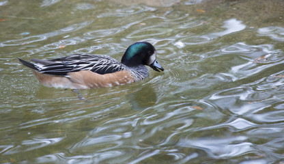 Chiloé Wigeon Duck