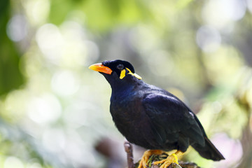 Gracula religiosa feeding  in  the zoo