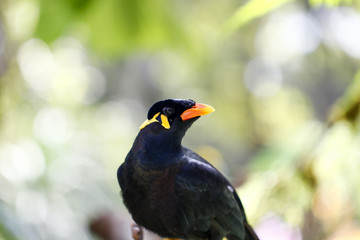 Fototapeta premium Gracula religiosa feeding in the zoo