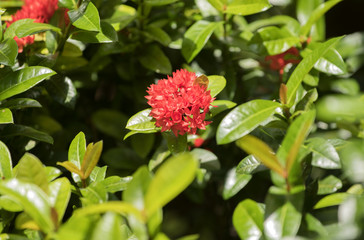 Ixora blooming in the daytime with sunlight in thailand   