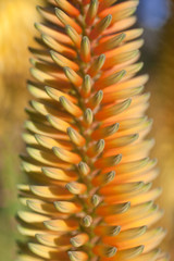 Blurred macro of aloe agave orange flower