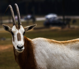  antelope kept in the zoo