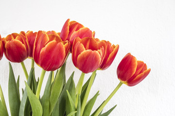 red orange tulips in white isolated background