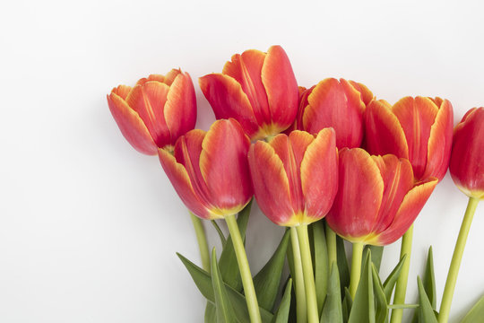 red orange tulips in white isolated background
