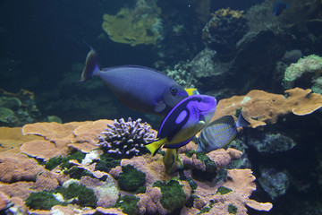 Paletten-Doktorfisch (Paracanthurus hepatus) und Masken-Nasendoktorfisch (Naso vlamingii)
