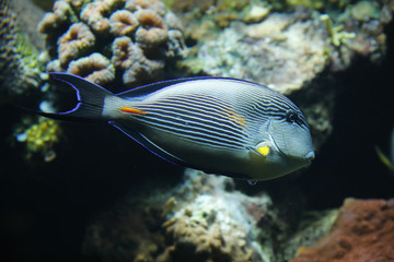 Fototapeta na wymiar Arabischer Doktorfisch (Acanthurus sohal) oder Streifendoktorfisch