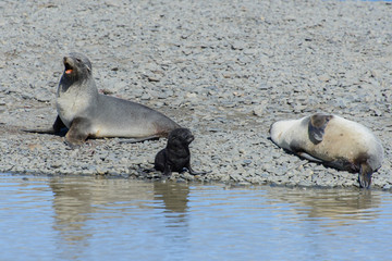 Fototapeta premium Fur seals with black pup