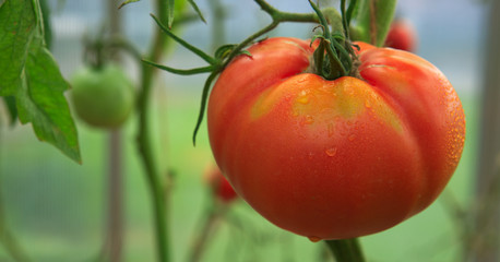 Ripe natural big tomatoes .