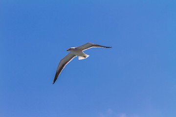 gaivota