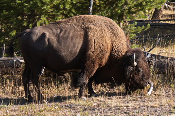 Bison in Yellowstone National Park in Wyoming in the USA
