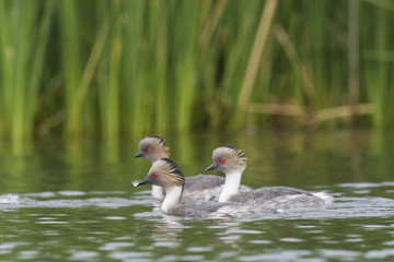 Silvery Grebe, Patagonia, Argentina