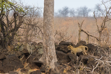 Leopardo