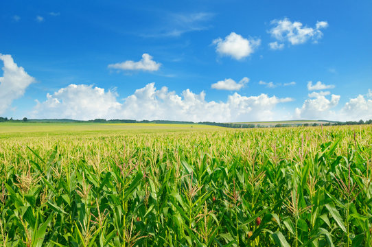 Green corn field and blue sky.