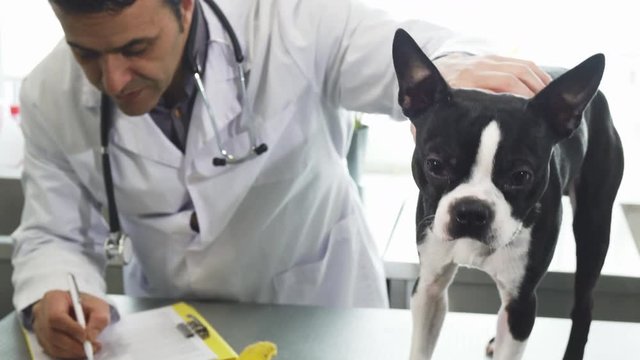 Selective focus on an adorable Boston terrier puppy looking to the camera mature male professional vet filling papers on the background petting the dog profession care medicine health canine.