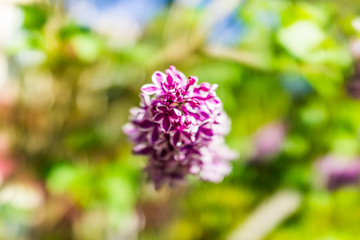 Macro closeup of purple lilac flowers during bright sunny day in summer showing detail and texture of petals