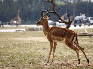 Deer feeding in the zoo