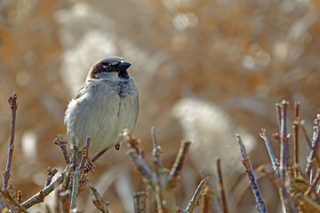 Haussperling im Winter