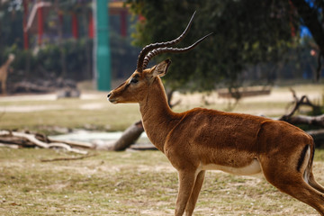 Deer feeding in the zoo