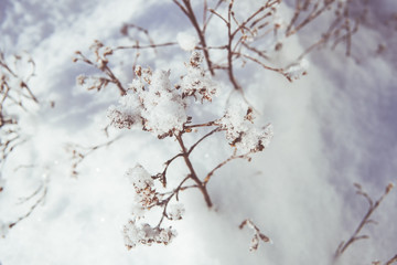 Bushes covered in a thick layer of snow after a blizzard in the winter.