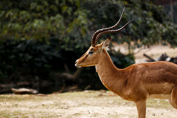 Deer feeding in the zoo