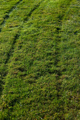 Fototapeta na wymiar clipped green lawn
