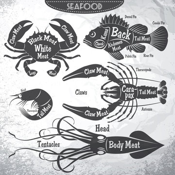vector set of stilysh diagrams cut of different seafood carcasses