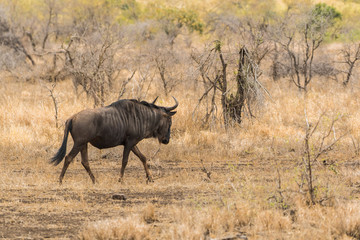 Gnu