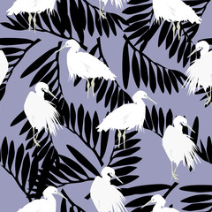 illustration  pelicans