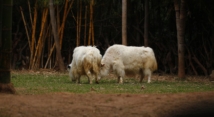 Obraz premium Bos mutus kept in the zoo