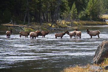 Fototapeta na wymiar Deer herd in Madison River in Yellowstone National Park in Wyoming in the USA 