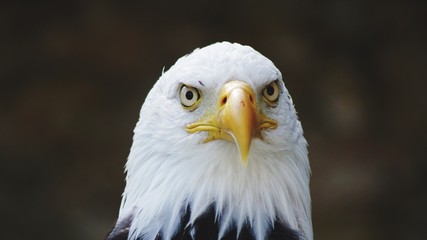 Obraz premium Staring