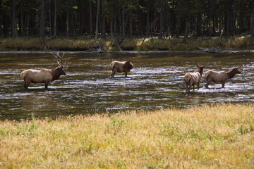 Deer herd in Madison River in Yellowstone National Park in Wyoming in the USA
