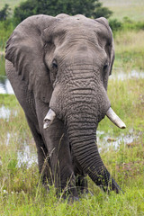 Fototapeta na wymiar African Elephant Drinking at Waterhole in South Africa