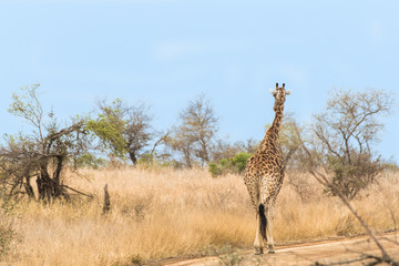 Giraffa