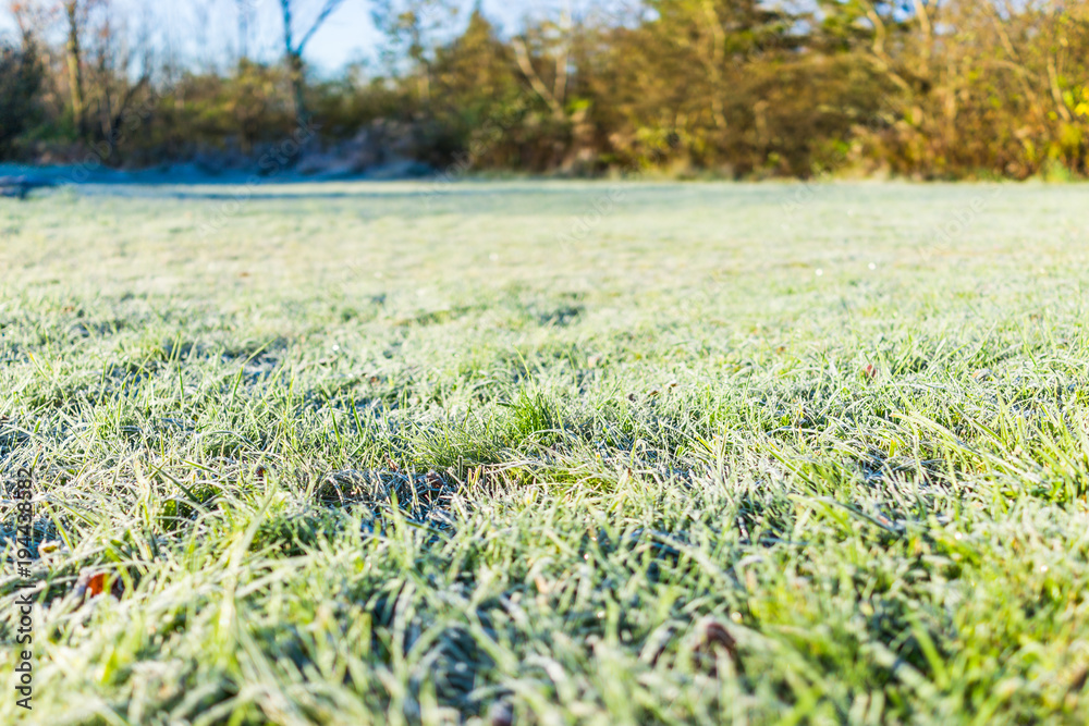 Wall mural White frost ice crystals on green lawn grass in morning on ground by forest and campground park