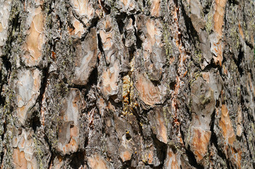 dry tree bark texture backgrounds