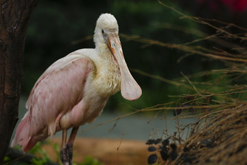 Platalea ajaja kept in the zoo