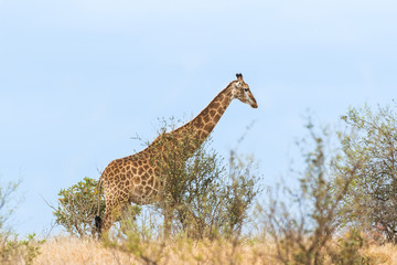 Giraffa
