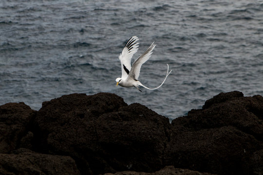Oiseau en vol entre terre et mer - paille en queue
