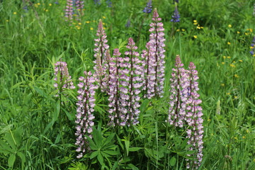 Lupinus