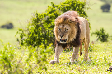 Naklejka premium Leone