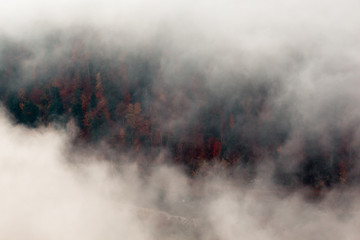 Coniferous spring trees can be seen down through thick fog